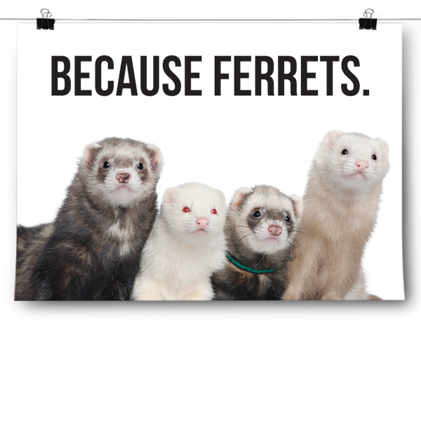 Because Ferrets.