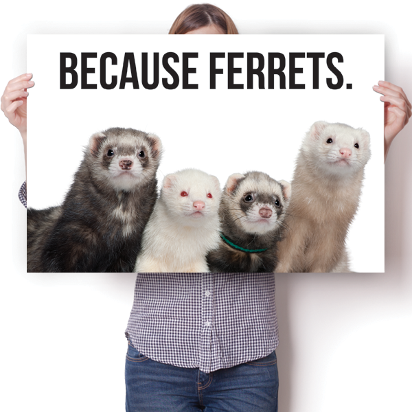 Because Ferrets.