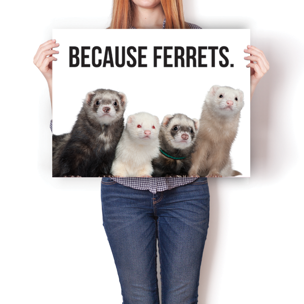 Because Ferrets.