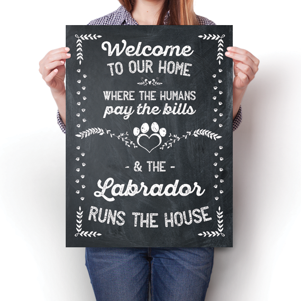 The Labrador Runs The House