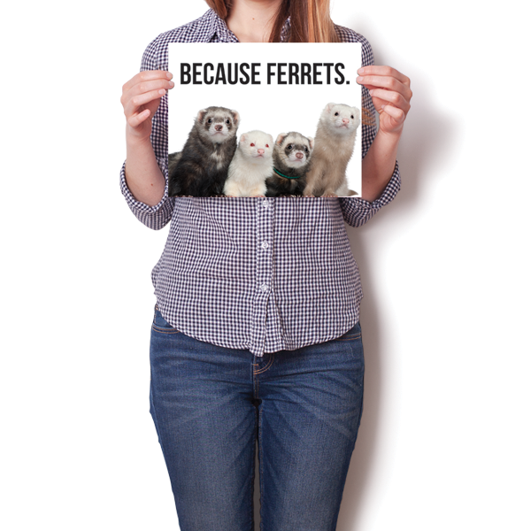 Because Ferrets.