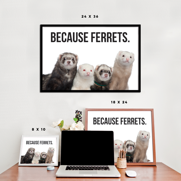Because Ferrets.