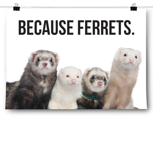 Because Ferrets.
