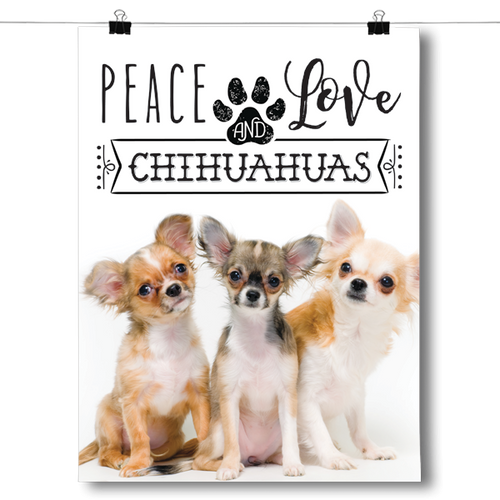 Peace Love and Chihuahuas - Real Life