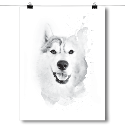 Husky Drawing
