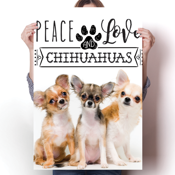 Peace Love and Chihuahuas - Real Life